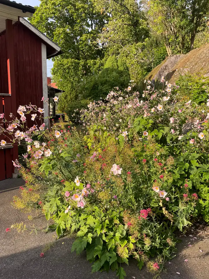 Blühende Herbstanemonen im Garten neben dem roten Holzhaus